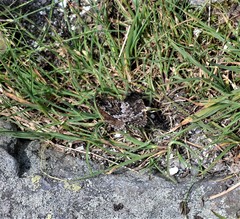 Oeneis melissa semidea