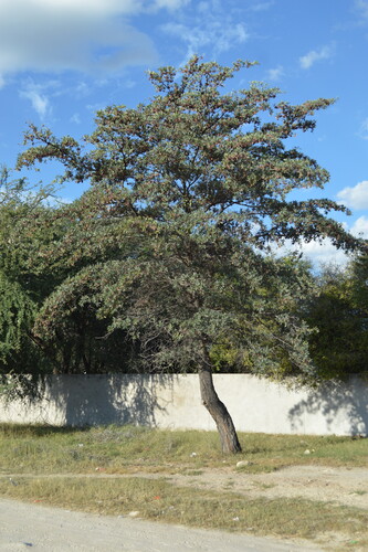silver terminalia