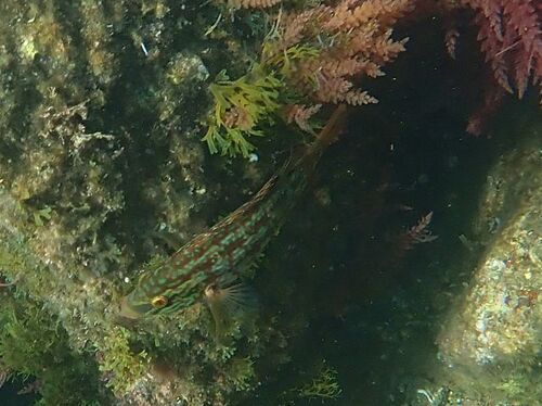 Symphodus roissali