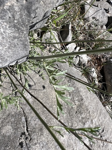 Tanacetum cinerariifolium, photograph 3
