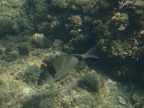 Diplodus vulgaris