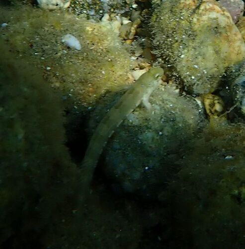 Microlipophrys dalmatinus
