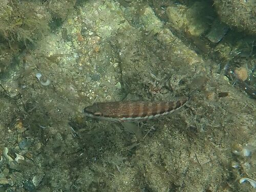 Serranus cabrilla