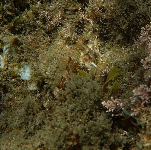 Tripterygion tripteronotum