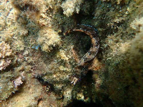 Parablennius gattorugine