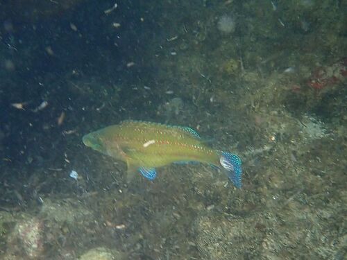 Symphodus tinca
