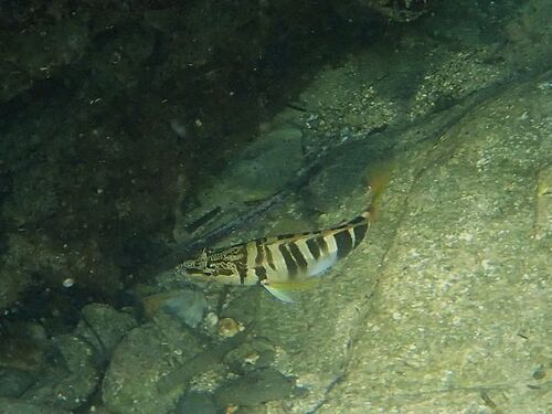 Serranus scriba