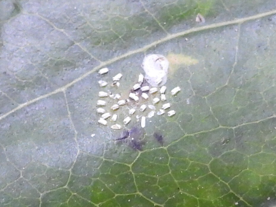 White Mango Scale from Richmond West, FL, USA on May 3, 2026 at 04:12 ...