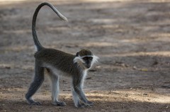 Chlorocebus aethiops