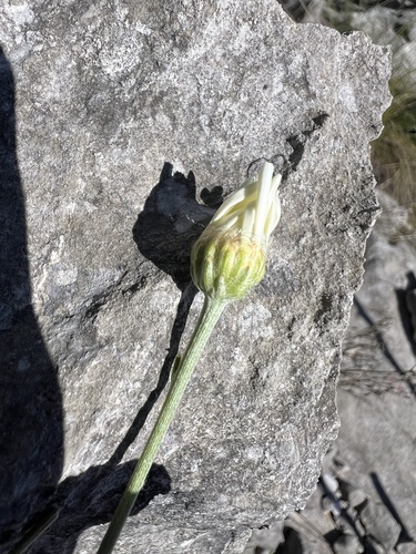 Tanacetum cinerariifolium, photograph 4