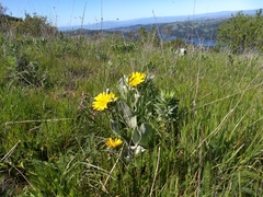 Wyethia helenioides