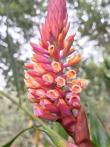 Elleanthus smithii Schltr.