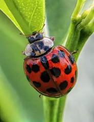 Harmonia axyridis