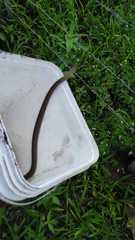 Philodryas nattereri