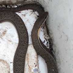 Philodryas nattereri