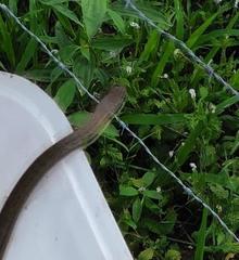 Philodryas nattereri