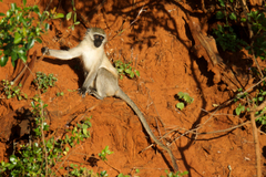 Chlorocebus pygerythrus