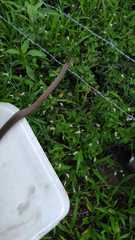 Philodryas nattereri