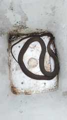 Philodryas nattereri