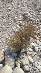 Anabasis articulata