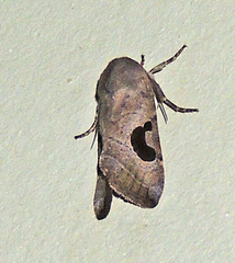Hypotrix lunata