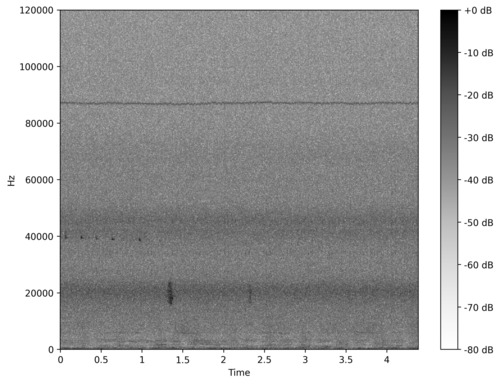 Nathusius' Pipistrelle, Den Helder, NL-NH, NL, photo 10 of 10