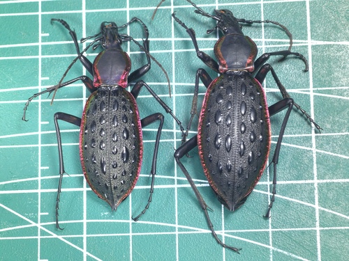 Carabus augustus