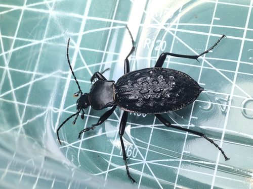 Carabus augustus