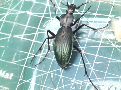 Carabus guibeicus