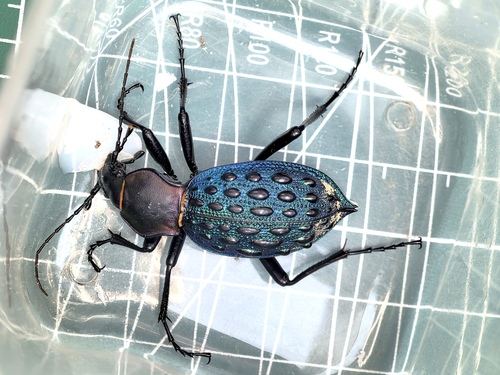 Carabus pustulifer