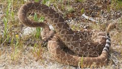 Crotalus ruber ruber