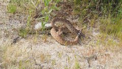 Crotalus ruber ruber