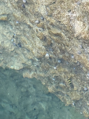Abudefduf saxatilis