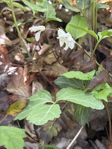 Cardamine angustata observed 2026-05-03