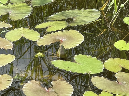 James' waterlily (Nymphaea jamesoniana)
