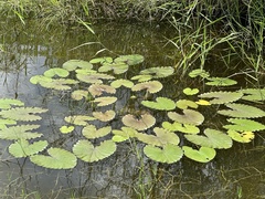 Nymphaea jamesoniana, photograph (c) Claudio Cantú Muñiz, some rights reserved (CC BY)
