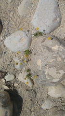 Desert alyssum (Aaronsohnia)