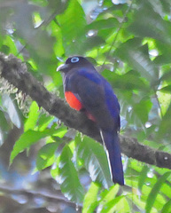 Baird's Trogon photo 5