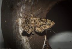 Gymnoscelis lophopus