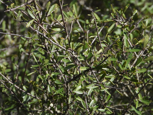 Rhamnus oleoides, photograph 6