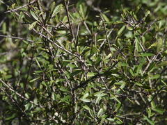 Rhamnus oleoides, photograph (c) Duarte Frade, some rights reserved (CC BY)