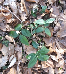 Ruscus hypoglossum