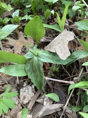 Trillium viridescens