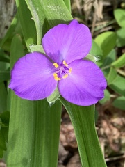Tradescantia ernestiana