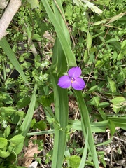 Tradescantia ernestiana
