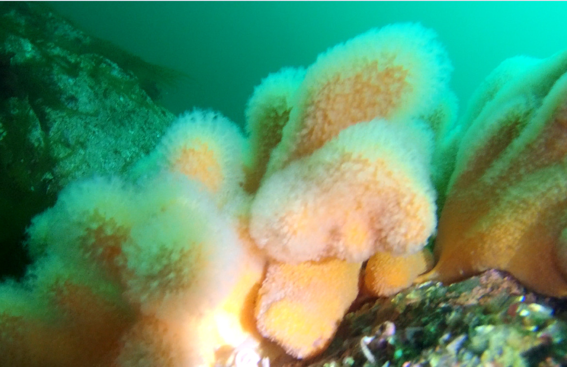 Alcyonium digitatum Linnaeus, 1758