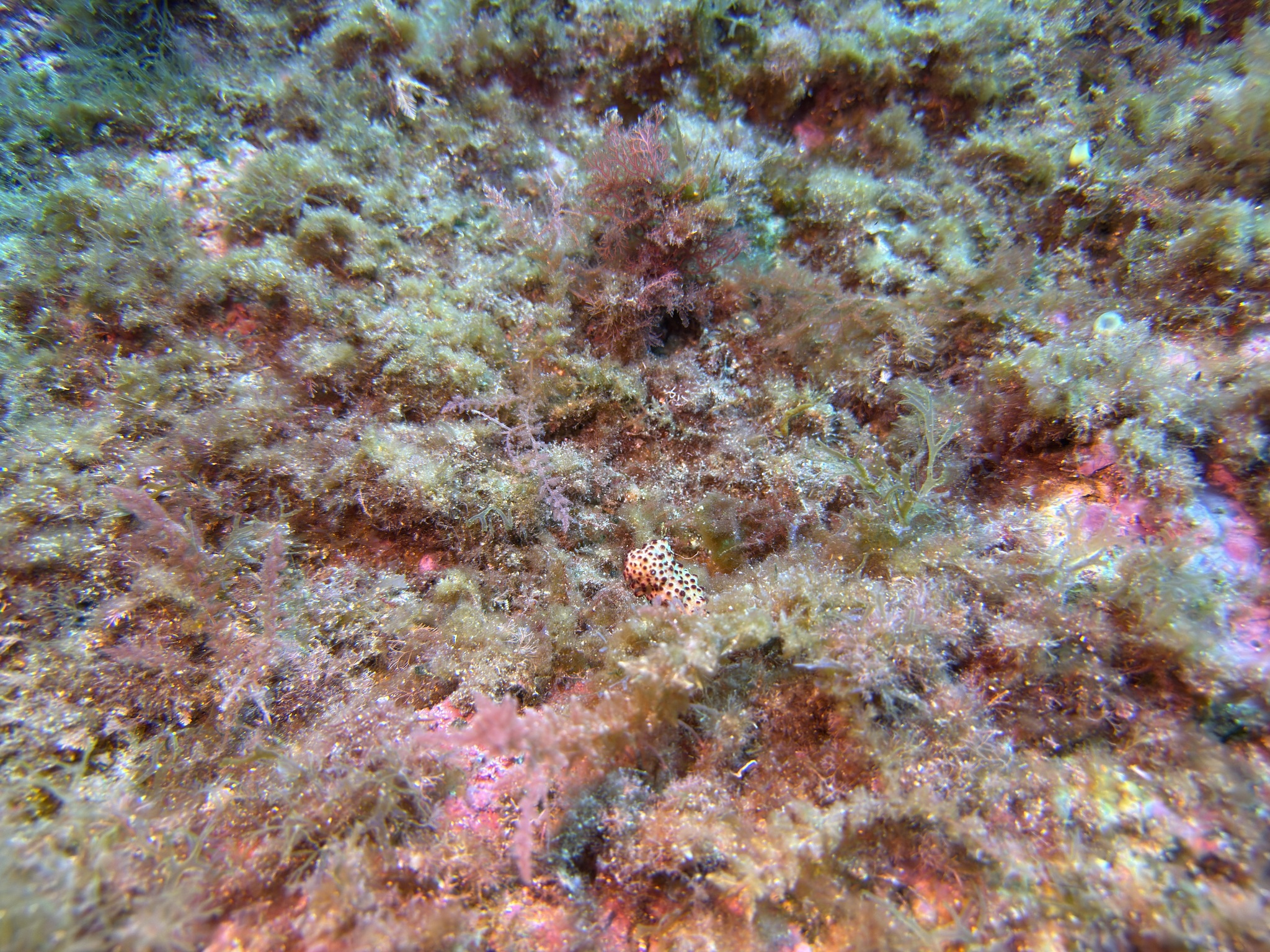 Alcyonium acaule Marion, 1878