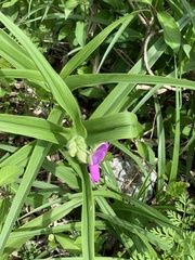 Tradescantia ernestiana