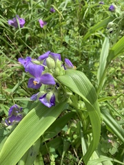 Tradescantia ernestiana