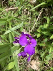 Tradescantia ernestiana